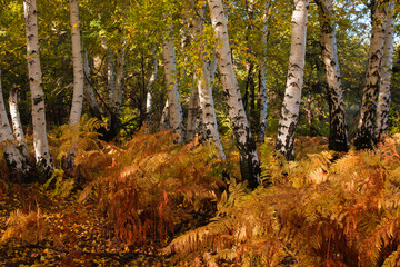 Autumn view of the famous white birch forest of Manziana in Lazio near Rome Italy