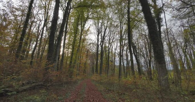 Spaziergang durch einen Wald im Herbst, Bayern Deutschland