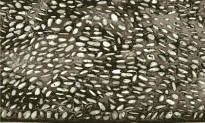 stones texture background