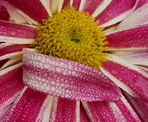 Fleurs