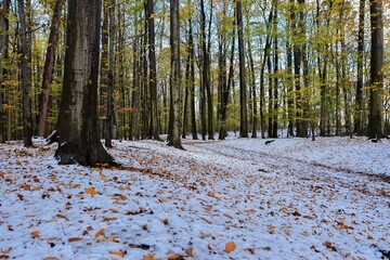 Wald im November, schneebedeckter Boden