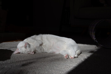 white cat napping in a sunbeam on a Sunday