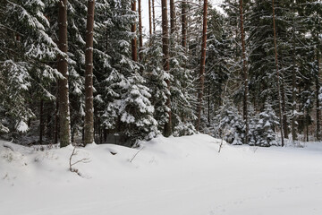 Snow-covered fir trees in a coniferous forest in frosty weather before Christmas