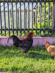 black rooster and red hen near the fence in the village in summer