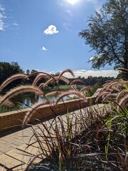 Pennisetum alopecuroides decorated element in cities design of garden landscape