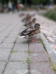 portrait of brown mallard ducks near the lake