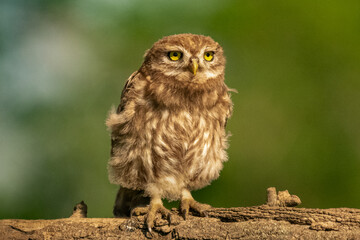 Little owl, owl of Athena or owl of Minerva - Athene noctua perched with green background. Photo from Kisújszállás in Hungary.
