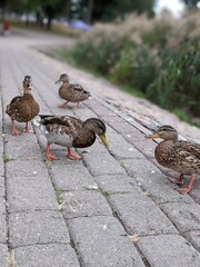 portrait of brown mallard ducks near the lake