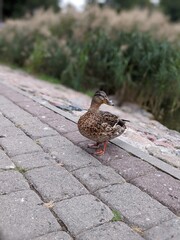 portrait of brown mallard ducks near the lake