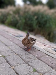 portrait of brown mallard ducks near the lake
