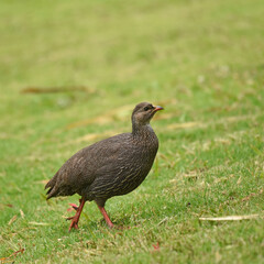 Cape Spurfowl foraging in Kirstenbosch Botanic Garden, Cape Town