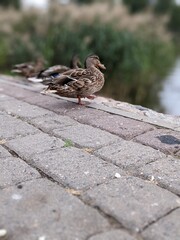 portrait of brown mallard ducks near the lake