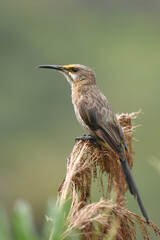 Female Cape Sugarbird (Promerops cafer)