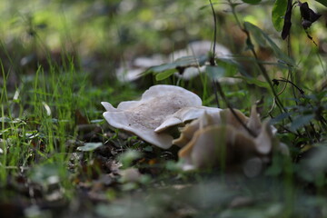 mushroom in the forest