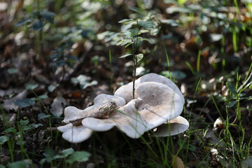 mushrooms in the forest