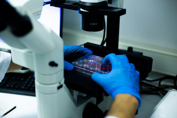 cell culture at the medicine, medical and cell culture laboratory
