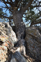Juniper tree in between two rocks in nature