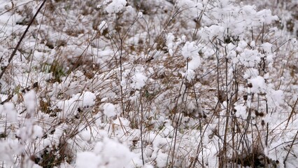 Space zimą w lesie. © Adam