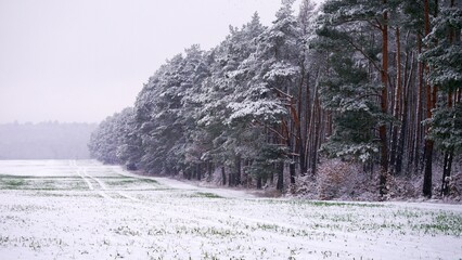 Space zimą w lesie. © Adam
