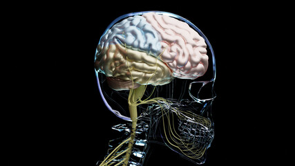 Human brain nervous system anatomy, sections are separated by colored spots, medical diagram with parasympathetic and sympathetic nerves. medically accurate, Central organ, 3d render