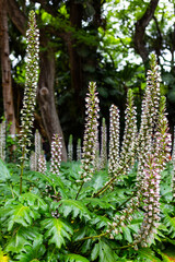 Acanthus mollis, commonly known as bear's breeches, sea dock, bearsfoot or oyster plant
