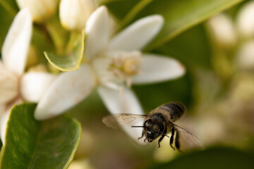 bee flies over a beautiful white flower of the orange tree. Close up. Green vegetation background.
