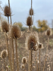 Closeup of brown cutleaf teasel seeds with blurred background