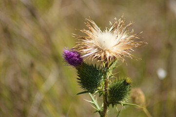 Closeup of fluffy bull thistle seed with blurred background