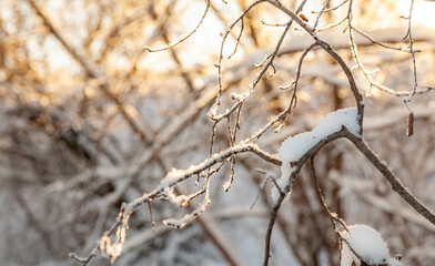 Snow-covered tree branches in the sunlight at the beginning of winter
