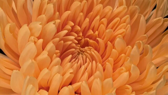 Orange Chrysanthemum flower opening close up. Holiday, love, birthday design backdrop.