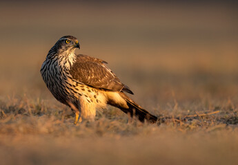 Northern goshawk bird ( Accipiter gentilis )