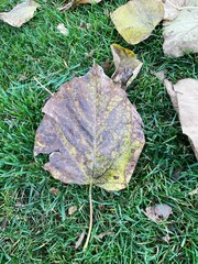 many yellow autumn leaves in nature