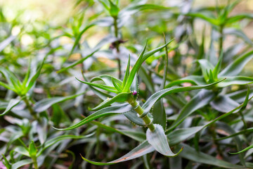 Aloe Ciliaris plants in the garden