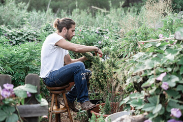 caucasian boy sitting on a small wooden stool cutting the leaves of a marijuana plant