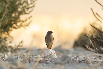 Black Redstart posing on a stone with warm background