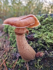 Autumn in a forest in the Netherlands, big pink purple mushroom standing alone in moss 