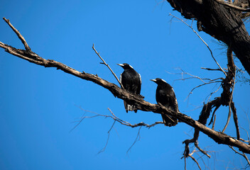 Australian Magpie (Gymnorhina tibicen)