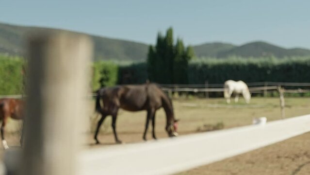 Rack focus of horses at ranch grazing outdoors behind electric fence.
