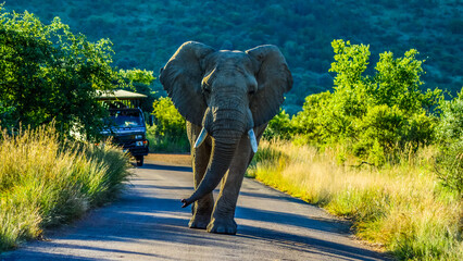A lone huge and aggressive African elephant ( Loxodonta Africana) blocking road in a game reserve during safari in South Africa