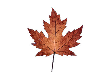 Fototapeta na wymiar autumn maple leaf 