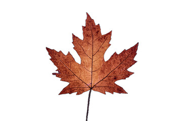 autumn maple leaf 