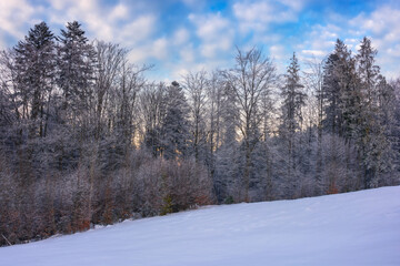 fir trees on the snow covered hill. winter scenery with mountain ridge and forest beneath a sunset sky