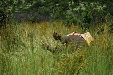 A dead poached rhinoceros in Pilanesberg national park