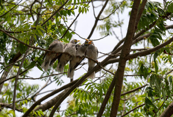 Australian Noisy Miner (Manorina melanocephala)