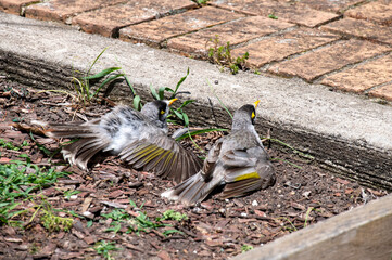 Australian Noisy Miner (Manorina melanocephala)