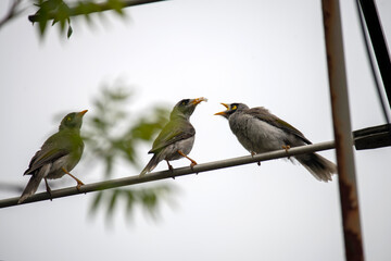 Australian Noisy Miner (Manorina melanocephala)