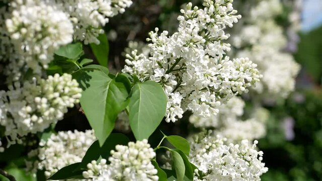 A lush bush of white lilac in the spring garden. Sunny day, blooming garden.