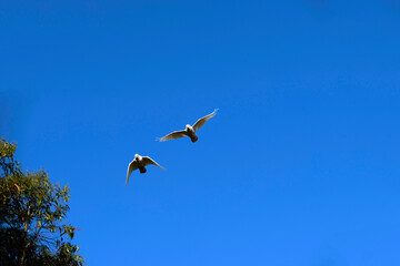 Little Corella (Cacatua sanguinea)