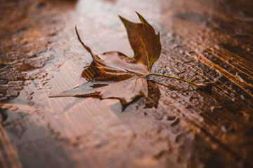 maple leaf in the rain on a wooden floor