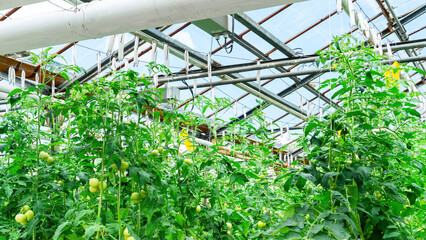 Beautiful glass roof of a greenhouse with lighting close-up. Growing tomatoes in an industrial greenhouse on an organic farm. Year-round cultivation of vegetables using hydroponics technology.